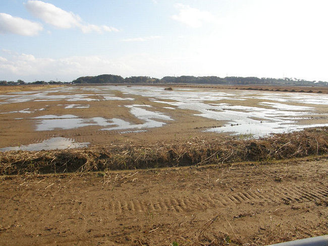 稲敷市の甘田干拓で、珍鳥ムラサキサギを見てきました。<br /><br />表紙写真は、甘田干拓の風景です。<br /><br />※ 2016.09.22 位置情報登録