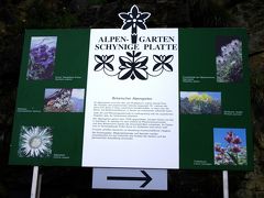 スイス花物語　その６　シーニゲプラッテ高山植物園