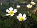 但馬花紀行①　白い清らかな花が水面に咲き誇る田君川のバイカモ