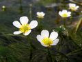 但馬花紀行①　白い清らかな花が水面に咲き誇る田君川のバイカモ