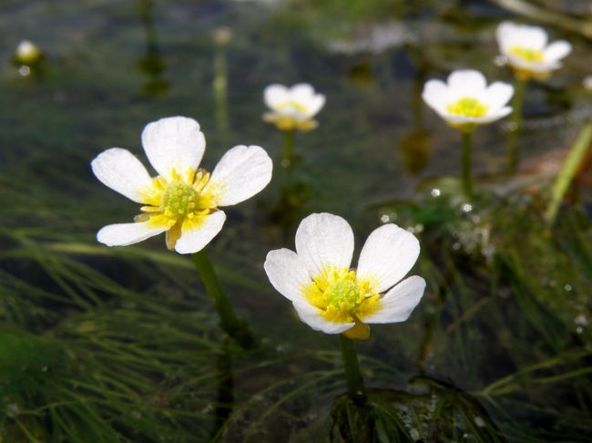 新温泉町栃谷の田君川には５～7月にかけて、白く清らかな花を付けるバイカモ（梅花藻）が咲き誇る。昨年の大雨により一部流されてしまったそうだが地元小学校の子供たちや保存会の方々の努力で見事に甦り、水面いっぱいに咲き誇っていた。<br />この後は美方郡香美町の但馬高原植物園に向かう。