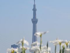 東京ぶらぶら　花菖蒲を訪ねて　堀切菖蒲園、水元公園