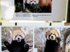 初夏のレッサーパンダ紀行【９】　夢見ヶ崎動物公園＆千葉市動物公園　アンちゃん、おめでとう！！　千葉はもう少し先のようです