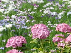 あじさい寺の紫陽花と花菖蒲、そのコラボは見ごたえタップリだった～！