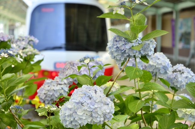 ６月のこの時期、伊豆の下田公園では「あじさい祭」が開催されており、３００万輪の紫陽花が公園内を埋め尽くすとのことです。<br />そんな圧巻な光景を是非とも見てみたいと思い、大きな窓が特徴の伊豆急リゾート21に乗って下田に訪れてみました。