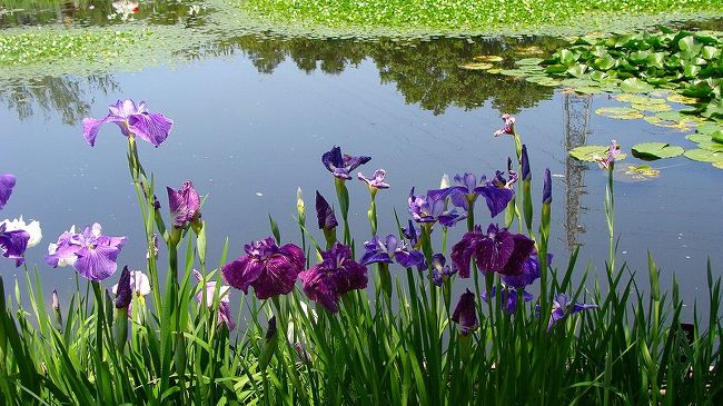 花菖蒲は、修景池の上流辺りに多く育てられていました。