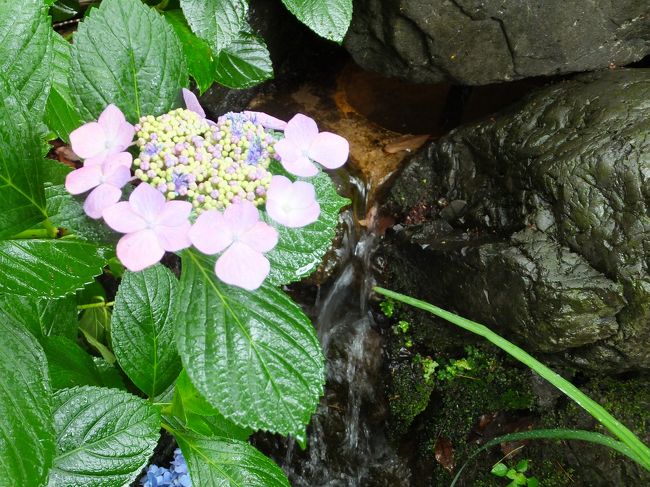 雨の日のアジサイはひと際美しいかも。<br />そんな感じで藤森神社に行ってみました。