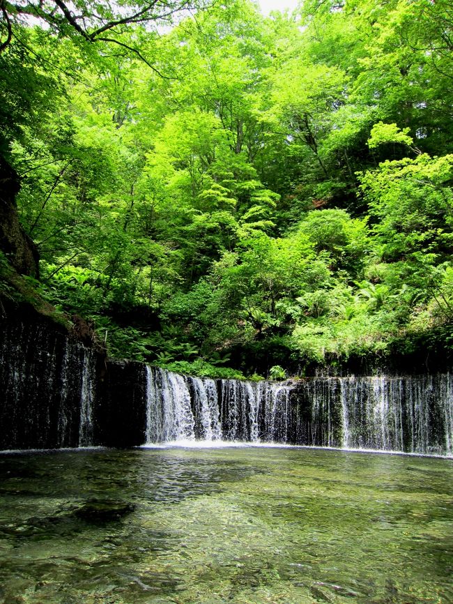 北軽井沢周辺地域の信濃路自然歩道を歩きました。<br /><br />区間；峰の茶屋〜白糸の滝(往復）<br />　　　約２時間の歩きでした。5.8?.<br /><br />木立の緑とセミ＆小鳥達のさえずりも楽しめました。