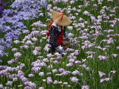 花菖蒲を訪ねて　横須賀しょうぶ園