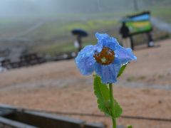 雨でより秘めやかに　ヒマラヤの青いケシ咲いたよ!