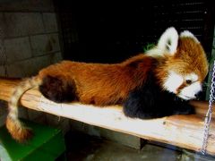 初夏のレッサーパンダ紀行【10】　羽村市動物公園＆甲府市遊亀公園附属動物園　剛君、羽村は慣れた？　茶太郎君、可愛すぎるぞっ！！