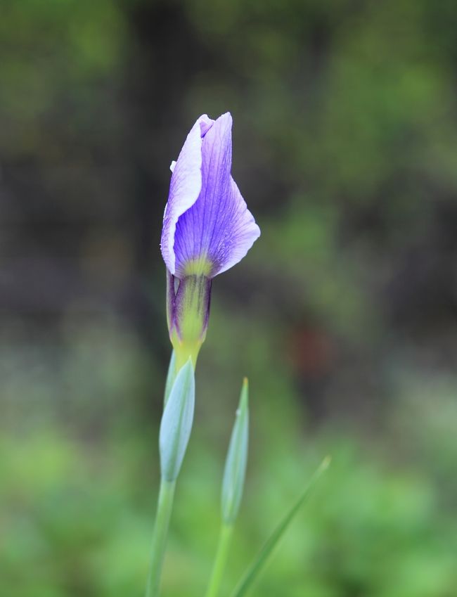 花菖蒲の観賞。