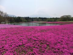 2012GW　６　富士芝桜まつり