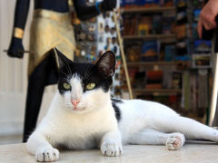 エジプト旅行記【ルクソール・アスワン・アブシンベル】前編