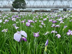 小岩菖蒲園に雨中に咲く花菖蒲を見に訪れてみた