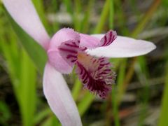 備前花紀行①　トキソウ咲く岡山県自然保護センター