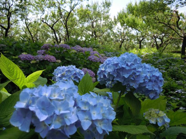 郷土の森博物館の『あじさいまつり』。<br /><br />後半は紫陽花を中心の旅行記です。<br /><br />