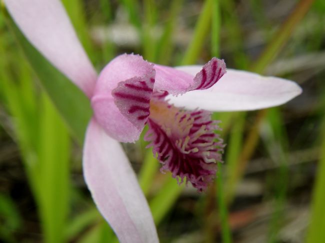 トキの誕生が話題になりそのトキ色の花トキソウに会いたくなって岡山県自然保護センターへ行ってきました。<br />自然保護の目的で再生された湿原にはトキソウの他にもモウセンゴケやコウホネ、ノハナショウブなどが咲き、トンボも飛び交っていた。また林の中ではササユリやイチヤクソウなども咲いて梅雨時の鬱陶しさを吹き飛ばしてくれました。