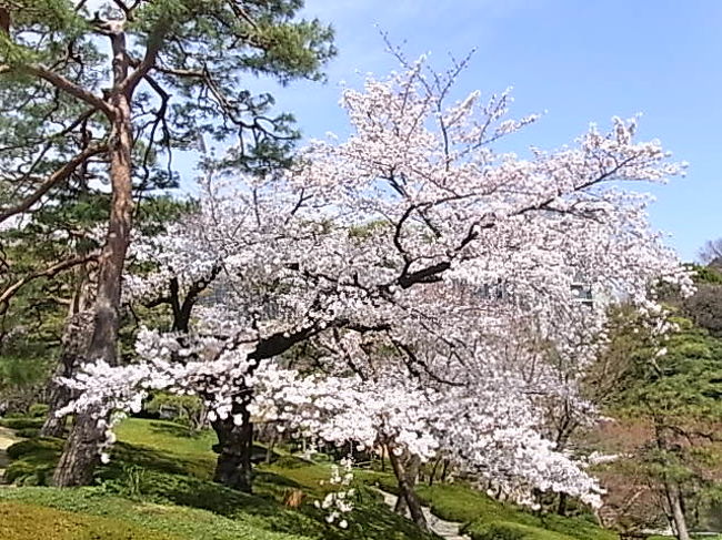 八芳園 自然植物園の桜 目黒 東京 の旅行記 ブログ By りりこさん フォートラベル 八芳園 自然植物園の桜 目黒 東京 の旅行記 ブログ By りりこさん フォートラベル
