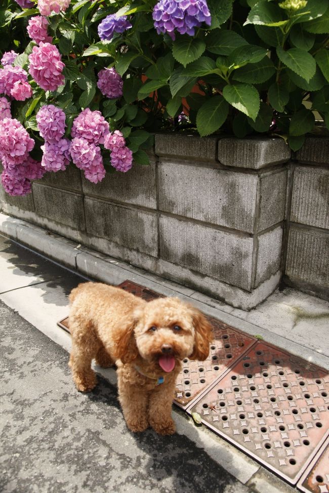 紫陽花って結構街中に咲いていますね。梅雨の晴れ間に愛犬カレンと紫陽花探しの旅へ行ってきました。