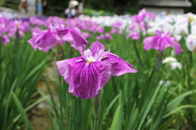 梅雨時期に映える花と言えば、アジサイと花ショウブ。<br />高速で1区間走ったところに播州山崎花菖蒲園というところがあり<br />こちらの無料入場券をもらったので行ってみました。<br /><br />正確な場所は兵庫県宍粟市山崎町です。