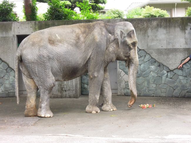 井の頭自然文化公園、通称、井の頭動物園<br /><br />キリンも　シマウマも　カバも　サイも　ライオンも　トラも<br />ここにはいない<br /><br />しかし　じつは　ウリが多い<br /><br />- ゾウのはなこ<br />- モルモットをだっこ<br />- 安い遊園地のアトラクション<br />- リスのこみち<br /><br />そして何より豊かな緑と　のどかさ<br /><br />１６００円の年間パスポートを買って<br />こどもをつれて　なんども　なんども<br />足をはこぶのが良い