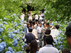 北鎌倉の紫陽花を愛でに