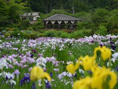 満開の花菖蒲を激写！行きは良い良い、帰りは・・・ハァ？エッエェ～ッ！何でこうなるの？(；ﾟДﾟ)ｴｴｰ