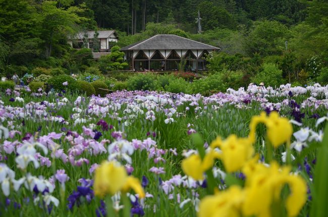 昨日、今日の天気予報では奈良の降水確率は午前中10％、午後30％だったので、昨夜例の如くパソコンで「ドライブプランニング」を立て、今朝早くから行動に移しました。カメラ良し、三脚（良く忘れる）良し、コンデジ良し、暑さ対策良し e.t.c・・・。朝食後、準備万端整え、昨夜ＰＣで立てたドライブプランニングを車のナビと同期させていざ出発。計画通り近くのコンビニでお茶を購入後車は東へ・・・。道路は混んでいないところを快調に走る。チョット飛ばしすぎたので、少しアクセルをゆるめ、柳生への道へ。行きは順調な滑り出しである。柳生を通って、代替え道路も通りながら、ナビが選んだ道を順調に進み、到着予定時刻頃に宇陀市「滝谷花菖蒲園」駐車場（無料）へ到着。<br />開園してまだ30分も経っていないけれど、駐車場には10台以上の車が止めてあります。<br />受付で入園料800円を払って中へ。<br />入り口から少し進むと、満開の花菖蒲が目に入ってきました。<br />あちこちで三脚にカメラを付けたアマチュアカメラマンや写ガールが写真を撮っています。<br /><br />写真を撮りながら歩いていると、ポツポツ雨が・・・。エッ？天気予報では雨は降らなさそうだったのに、と思いながら蒸し暑くて湧き出る汗を拭い、屋根付きの休憩所で一服。雨がほぼ止んだので撮影再開しました。<br /><br />あちこち歩き回って写真を撮りますが、噴水の所へ行くまでに苗木の販売所兼休憩所があったので、休憩を兼ねてお茶にしました。暫く休んで、噴水のところで写真を撮り、右回りに歩いて行くと笹百合が咲いていました。<br />更に歩くとあちこちでお弁当を広げている人たちに出会います。もう一度小回りしてから駐車場へ着いたのが12時くらいでした。<br />ナビで自宅に目的地を設定して帰途につきましたが・・・。<br /><br />ここからが大変でした。初めは広い舗装路を快調に飛していましたが、段々山道に入り、こんな所を通る車は滅多に無いだろうと言うような細いクネクネした山道を通り、ついに・・・・。<br /><br />エッ！エエッ？ウッソ～ッ！道幅一杯ギリギリの道が・・・おまけに周りには木や草が鬱蒼と茂り・・・思わず心の中で「ホンマかいな～？」一応舗装はされてはいるものの、相変わらずクネクネとした道を慎重にゆっくり走ります。両横には草が生い茂っていて、車を進める度に車のボディーをパシャパシャ、パタパタ。∑(ﾟДﾟ；)ｴｰｯ<br /><br />軽トラかジムニーやパジェロミニならいざ知らず、こんな道を3ナンバーのスポーツカーに走らせるかぁ～？と思わずつぶやきました。<br />フト横を見るとフェンス越しにR25号線をスッ飛ばしていく車を恨めしく思いながら。<br />「何でやねん！」とうとう、そんな道を延べにして4～5ｋｍくらい走りました。<br />やっとの思いで天理市内に入り、ホットしました。<br />確かにこれまで混むこともなく（山道では一台の車にも遭遇せず）スムーズ？時間的にもやや早かった？これってどうよ。ビミョ～な心境でした。幸い車には傷もなく良かった。(^^;)<br /><br />24号線に乗り、天理－奈良線を走っていると、これまでのド緊張からも解放されたせいか、お腹も空いてきました。丁度左側に「丸亀製麺」の看板が見えたのでここで昼食にしました。お腹も一杯になり先ほどまでのことは忘れ、奈良公園、県庁の横を通って奈良環状道路から帰宅しました。<br /><br />では、ここからド緊張した道のことはさて置いて、「滝谷花菖蒲園」の旅行記に・・・。