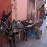 Ｌ-4：モロッコ~母と2人旅～再びマラケシュ・新市街へ