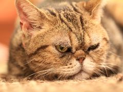 【猫カフェ55】 生まれては死ぬるなりけりおしなべて 釈迦も達磨も猫も杓子も　「猫の時間」