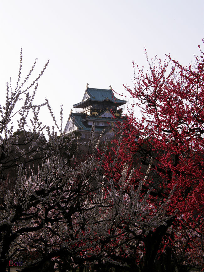 今年は寒いせいか、開花がとても遅かった。。。<br /><br />ようやく咲いたこの日、待ちに待った梅林ってことはないけど（笑）<br /><br />ちょうど予定があったので、去年より良い状態の時に<br /><br />大阪城の梅林を見に行けました。<br /><br />そのせいか人でも多く！！<br /><br />なんて何かと去年と比べてしまう。<br /><br />こうなったら毎年の恒例行事にしてしまおうかしら？？<br /><br />色とりどりの梅を楽しめました。