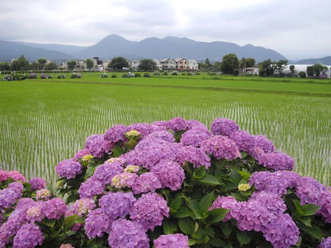 開成町あじさいの里