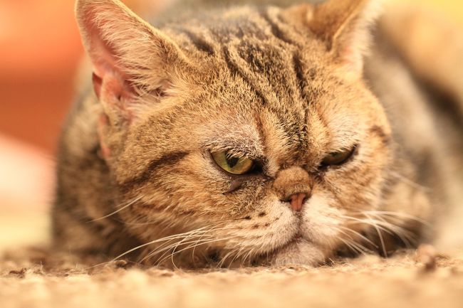 <br />台風が来るらしくて、やたらじめじめした火曜日の午後。<br />久しぶりに猫カフェへ行ってきました。<br /><br /><br />◎ 猫の時間<br /><br />住所　大阪市北区黒崎町５−１６<br />電話番号　０６−６３５９−３７００<br />営業時間　６：００〜２１：００<br />定休日　なし<br /><br />