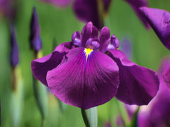 ２０１２　明治神宮御苑 上　花菖蒲