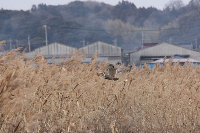 稲敷市の甘田干拓に、コミミズクが出ているとの情報で、見に行ってきました。<br /><br />表紙写真が、飛翔するコミミズクです。<br /><br />※ 2015.06.29 位置情報登録