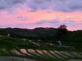 2012  千早赤阪　田植えの済んだ　棚田　の夕景
