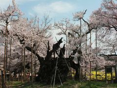 日本三大桜（山高神代桜）を求めて