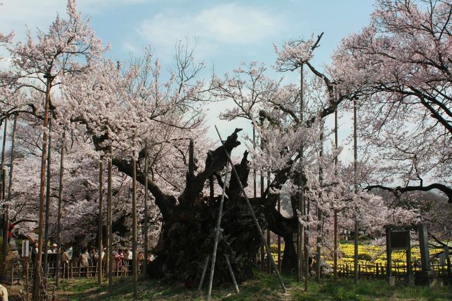 　日本三大桜の山高神代桜、根尾谷淡墨桜、三春滝桜のうち山高神代桜と根尾谷淡墨桜を訪ねました。<br />二つの桜は、時期が同じく満開でした。<br />　山梨県の北西部に位置する武川村の南西に南アルプス連峰がそびえ立ち、その山懐から流れ出る豊潤な水と緑に恵まれた自然豊かな山里に日本の名桜三大桜の一つに数えられる「山高神代サクラ」は 山高の「実相寺」の境内に現存するエドヒガンで推定樹齢は１８００年、樹高１３．６ｍ、目通り幹周１０．６ｍあり、日本で最古最大級の巨樹として古来より有名な桜です。大正時代に制定された国の天然記念物第一号として大正１１年１０月１２日に、三大桜が揃って指定されました。日本武尊が東征の帰り道、この地を訪れ、記念にこの桜をお手植えされたという伝承から「神代桜」と名付けられ、後年に日蓮上人がこの桜が衰弱しているのをみて樹勢の回復を祈願され、再び繁茂したとの伝承から別名「妙法桜」とも言われている