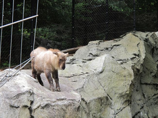 あーー、今日は何も予定がないねぇ。。<br />と、ちびＱさんと話していたら「動物園がいいよ！」とのお答え。<br />ほな、ズーラシア行くか！<br />と、思いつきでズーラシアに行ってきました。<br /><br />大急ぎでお弁当を作ってLet&#39;s Go！<br />