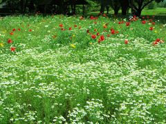 Japan　昭和記念公園　2012　母と一緒にポピーを見に　～ミツバチばあやの冒険～