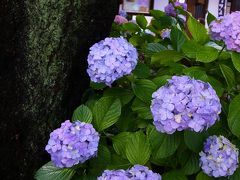 梅雨の晴れ間に白山神社あじさい祭りへ