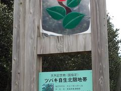 青森・夏泊半島幻想記 ：最北限のヤブツバキ 