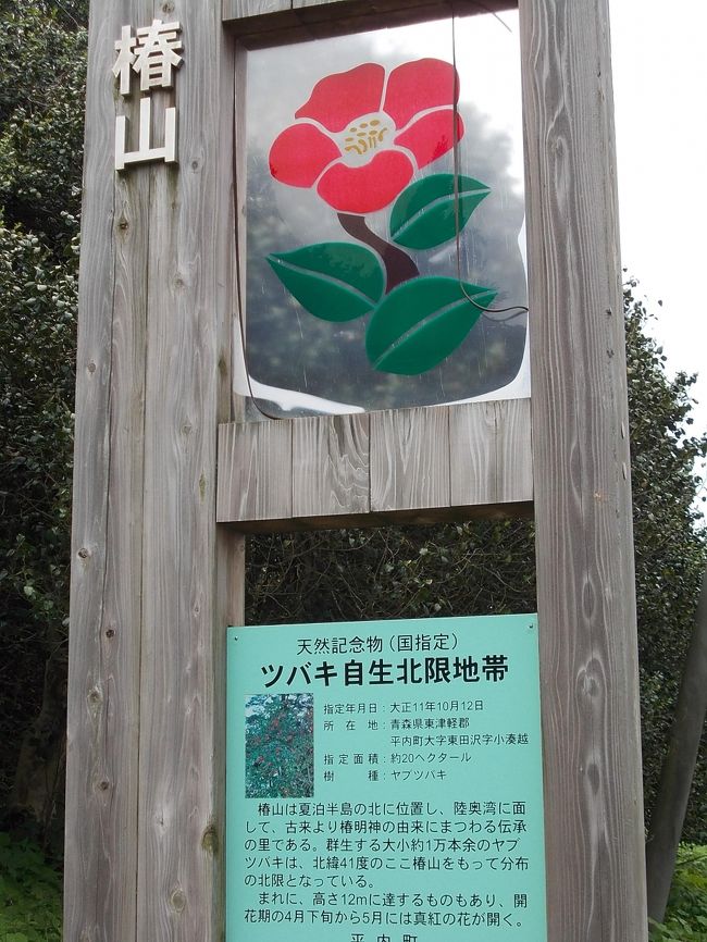 熱帯を思わせるつやつやとした濃緑の葉のヤブツバキは、太平洋側では北緯39度の大船渡市や陸前高田市が北限だが、日本海側では男鹿半島の椿山(天然記念物)、五能線の八森町、岩館、へなし岬の椿島から北緯40°40分の深浦町までヤブツバキが自生している。<br />そして、本邦のヤブツバキ自生地の最北限は陸奥湾の真ん中に突き出している夏泊半島(北緯41度)で、ここには天然記念物の椿山と椿神社があるので、旅の時間を割いて訪れました。<br /><br />この椿山は青森駅から“青い森鉄道(旧東北本線)”で約30分の小湊駅の北 約15km、夏泊半島の先端部にあり、バスがないのでタクシーで訪れました。夏泊半島は全域が県立公園で、東側の付け根はハクチョウ渡来地として国指定天然記念物とされ、西側は青森湾と呼ばれ浅虫温泉がある。<br />ここのヤブツバキは太平洋側の岩手県や若狭・山陰・北陸地方におおい高木になる種類で、新潟以北に多い樹高が低く枝がしなやかな亜種のユキツバキではなかった。<br /><br />217年前の1795年3月、菅江真澄は夏泊半島の椿明神に参拝して、椿の伝説を記録している。<br />真澄によれば、むかし材木を西国に運んでいた船頭に、なじみの女が「都の女は椿油を用いるので髪が美しいと聞く。来年来るときには椿の実をもってきてくれ」と頼んだ。翌年、船頭はこなかった。三年後、ようやく船頭が来たときには、女は船頭が心変わりしたと思い入水して塚に葬られていた。<br />船頭は塚に後悔のことばを告げ、約束の椿の実を播いて去った。やがて塚の周りは椿の林となったが、花の咲いた枝を折ると女が現れて恨み言をいうので、里人は椿を神として祀ったという。<br /><br />年を経た椿の魔性についての伝承は各地にあるが、夏泊半島という「化外の地」で椿油を目的としていたということは「闇を払う灯火」にかかわる伝承として面白い。<br />また、北陸地方には遊行の尼が椿の枝を挿して去り、椿が大木になったころに再び訪れて、数百年前の話をして聞かせたという八百比丘尼伝説があり(旅行記「若狭・・・八百比丘尼伝説・・・」女性が椿を運んでいる。 <br />一方「北限の椿」は船乗りの男が運んだとされており、少女の姿のまま八百年を生きたという比丘尼の姿は、北東北など律令制度の外の国には ない。<br /><br />JR五能線の各地では、春を告げるヤブツバキの花を売り歩く風習があったという。雪国の春先に、濃緑の葉に隠れて咲くヤブツバキに託された想いが、かずかずの風習や伝承を生んできたものであろう。<br />その昔、男鹿半島椿山に近い戸賀の宿では、だれとも知れぬ女人が夜伽に訪れて旅の男を慰めてくれたという。<br />目覚めの枕元には、一輪の赤いヤブツバキの花だけが残されていたのかもしれない。<br />