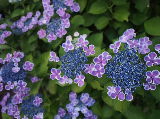 珍しい種類の紫陽花にウキウキ♪ としまえんの"あじさいナイト"に行ってきました。