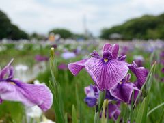 北山公園　菖蒲まつり