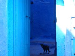 サハラ砂漠を目指してモロッコ一人旅 番外編*・゜・*猫 ネコ ねこ*・゜・*