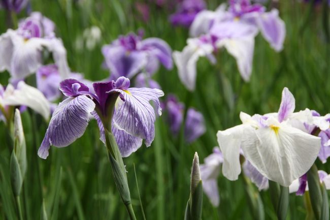 明治神宮御苑の花菖蒲は、明治２６年（１８９３）、明治天皇が昭憲皇太后のために植えさせられたもので、現在は、約１５０種類、１，５００株が咲きます。６月１９日の台風４号の影響で、折れてしまった花もありましたが、いろいろな品種の花菖蒲を楽しむことが出来ました。