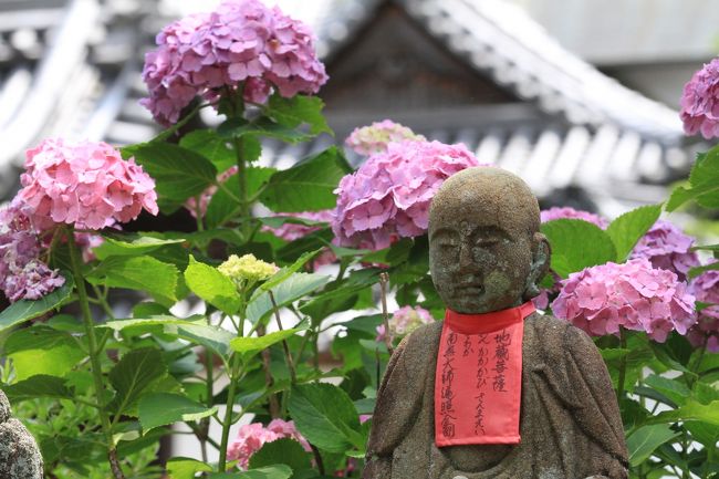 関西地方ではアジサイの名所としてかなり有名な奈良の矢田寺。<br />私はまだ一度も行ったことがなかったので、天気の良い土曜日に出かけてみることにしました。<br />