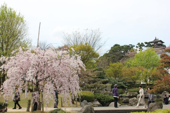 花見も終盤の福井、金沢へドライブ旅行となりました。金沢への途中丸岡城に立ち寄り小さいですが最後の桜残る公園散策し城内を見学。敷地内にある食事どころでおろしおそばとソースかつの昼食をとりました。<br />金沢までの道中スタバ寄りコーヒータイムし近江町市場にも近い以前利用のあるリソル金沢で宿泊。<br />市場散策し平井で海鮮どんぶりの夕食をとりデパ地下でスィーツ購入しホテルで食べました。<br />翌日は近江町市場で金時草など金沢食材を購入し帰路につきました。